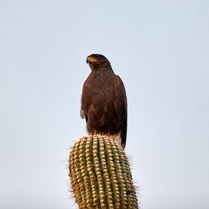 Preview wallpaper lesser spotted eagle, bird, predator, cactus