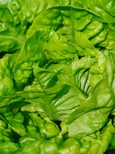 Preview wallpaper lettuce, leaves, vegetable, close-up