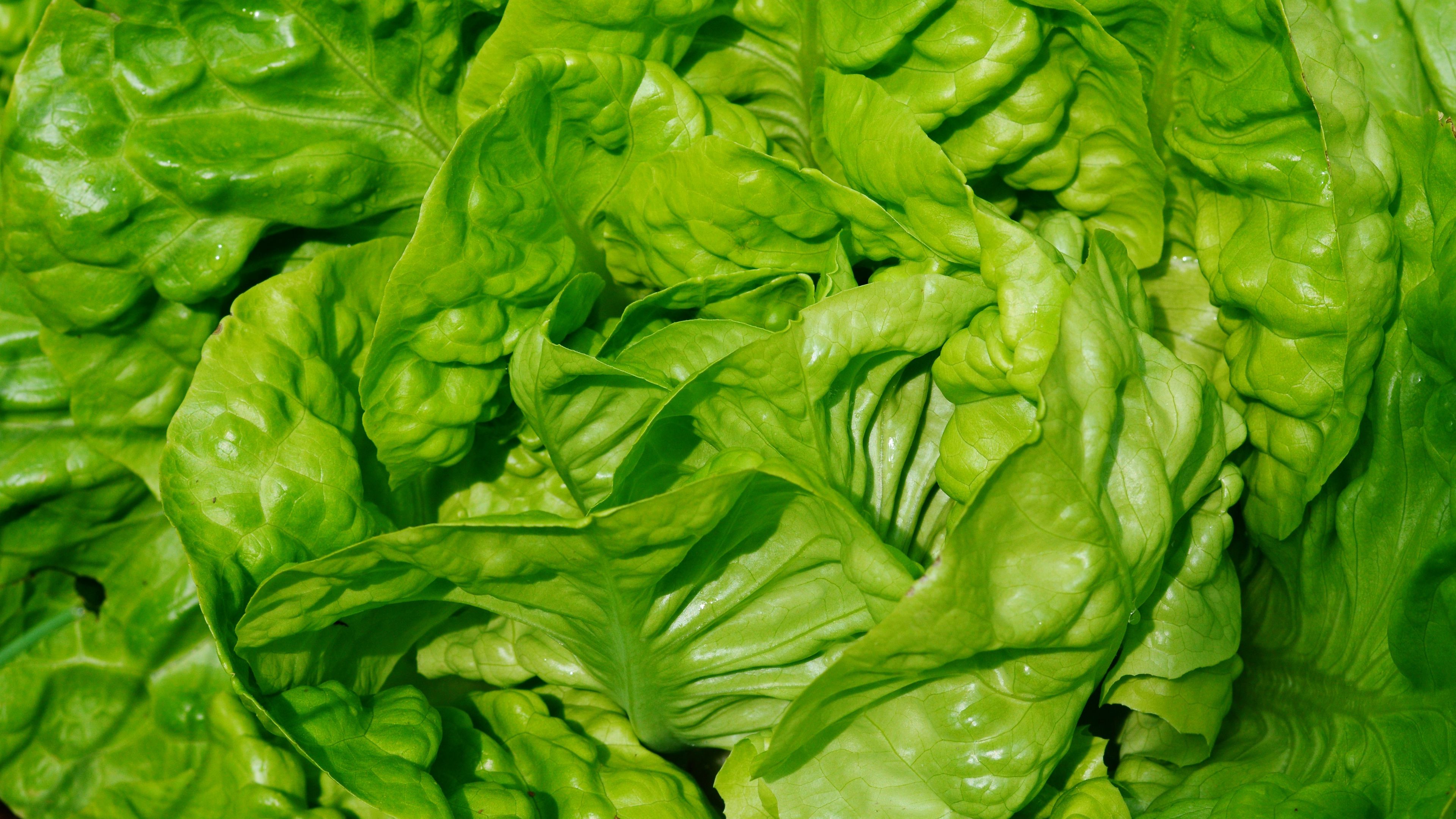 Download wallpaper 3840x2160 lettuce, leaves, vegetable, close-up 4k