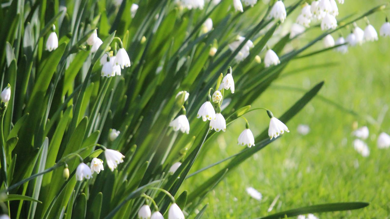 Wallpaper leucojum, flowers, leaves, blur