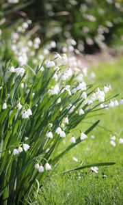 Preview wallpaper leucojum, flowers, leaves, blur