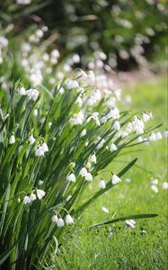 Preview wallpaper leucojum, flowers, leaves, blur