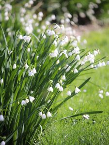 Preview wallpaper leucojum, flowers, leaves, blur