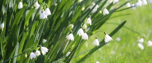 Preview wallpaper leucojum, flowers, leaves, blur