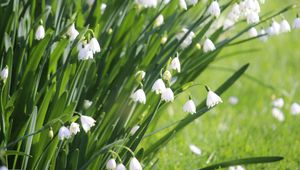 Preview wallpaper leucojum, flowers, leaves, blur