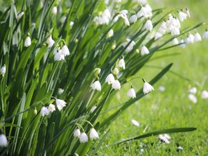 Preview wallpaper leucojum, flowers, leaves, blur