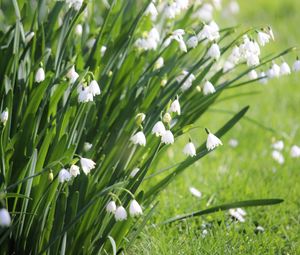 Preview wallpaper leucojum, flowers, leaves, blur