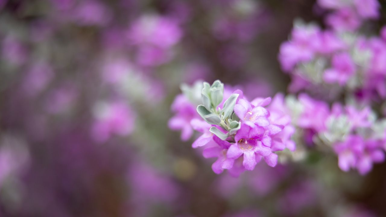 Wallpaper leucophyllum, flowers, inflorescence, purple, spring
