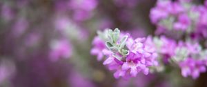 Preview wallpaper leucophyllum, flowers, inflorescence, purple, spring