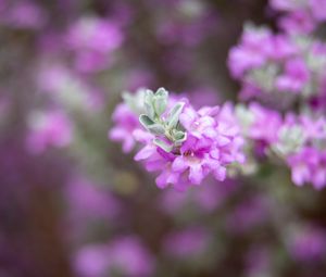 Preview wallpaper leucophyllum, flowers, inflorescence, purple, spring