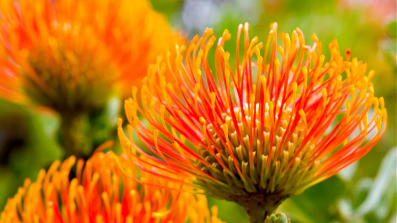 Wallpaper leucospermum, petals, flowers
