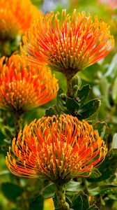 Preview wallpaper leucospermum, petals, flowers