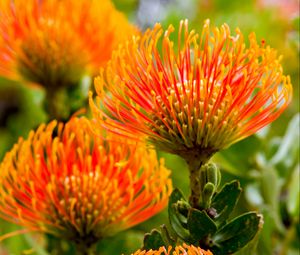 Preview wallpaper leucospermum, petals, flowers