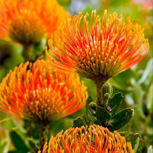 Preview wallpaper leucospermum, petals, flowers