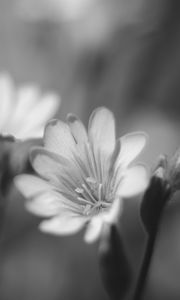 Preview wallpaper lewisia, flower, petals, black and white