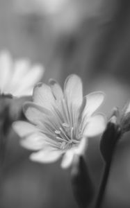 Preview wallpaper lewisia, flower, petals, black and white