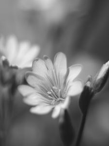 Preview wallpaper lewisia, flower, petals, black and white