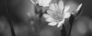 Preview wallpaper lewisia, flower, petals, black and white