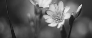 Preview wallpaper lewisia, flower, petals, black and white