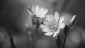 Preview wallpaper lewisia, flower, petals, black and white