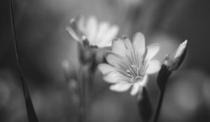 Preview wallpaper lewisia, flower, petals, black and white