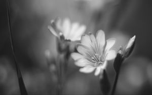 Preview wallpaper lewisia, flower, petals, black and white