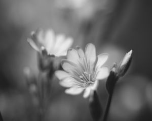 Preview wallpaper lewisia, flower, petals, black and white