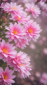 Preview wallpaper lewisia, flowers, petals, pink