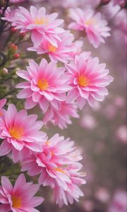 Preview wallpaper lewisia, flowers, petals, pink