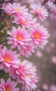 Preview wallpaper lewisia, flowers, petals, pink