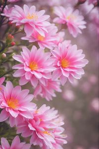 Preview wallpaper lewisia, flowers, petals, pink