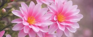 Preview wallpaper lewisia, flowers, petals, pink