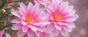 Preview wallpaper lewisia, flowers, petals, pink