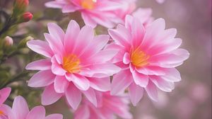 Preview wallpaper lewisia, flowers, petals, pink