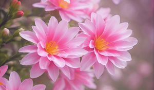 Preview wallpaper lewisia, flowers, petals, pink