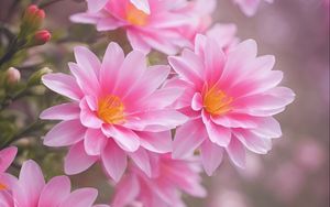 Preview wallpaper lewisia, flowers, petals, pink