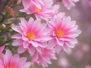 Preview wallpaper lewisia, flowers, petals, pink