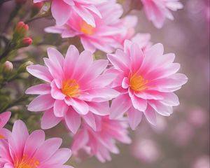 Preview wallpaper lewisia, flowers, petals, pink