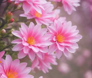 Preview wallpaper lewisia, flowers, petals, pink