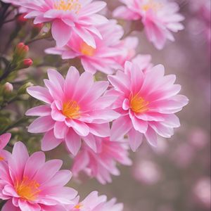 Preview wallpaper lewisia, flowers, petals, pink