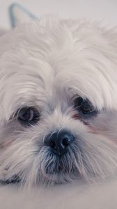 Preview wallpaper lhasa apso, dog, muzzle, fluffy