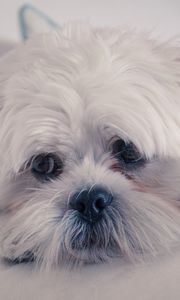 Preview wallpaper lhasa apso, dog, muzzle, fluffy