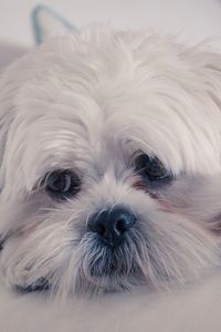 Preview wallpaper lhasa apso, dog, muzzle, fluffy