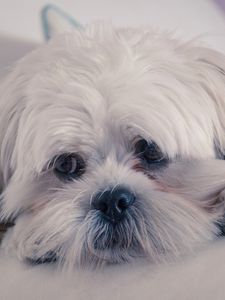 Preview wallpaper lhasa apso, dog, muzzle, fluffy