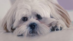 Preview wallpaper lhasa apso, dog, muzzle, fluffy