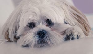 Preview wallpaper lhasa apso, dog, muzzle, fluffy