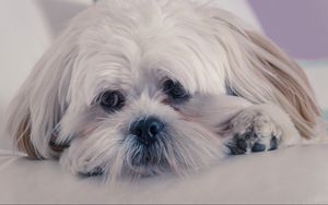 Preview wallpaper lhasa apso, dog, muzzle, fluffy