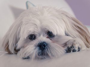 Preview wallpaper lhasa apso, dog, muzzle, fluffy