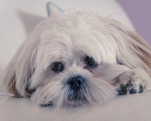 Preview wallpaper lhasa apso, dog, muzzle, fluffy