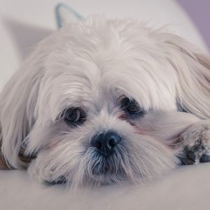 Preview wallpaper lhasa apso, dog, muzzle, fluffy